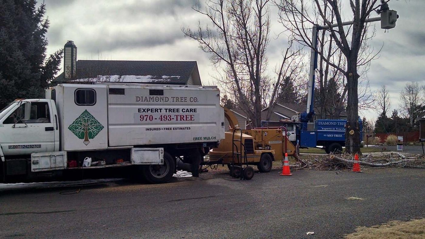 Diamond Tree Company
