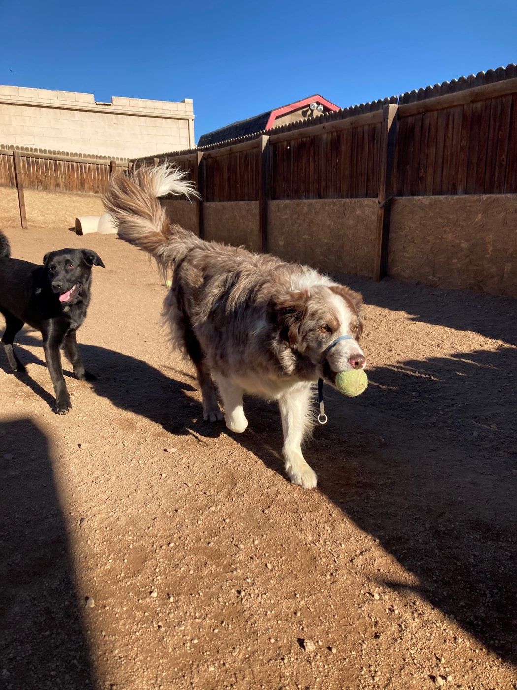 Elena's Barking Lot, Inc.