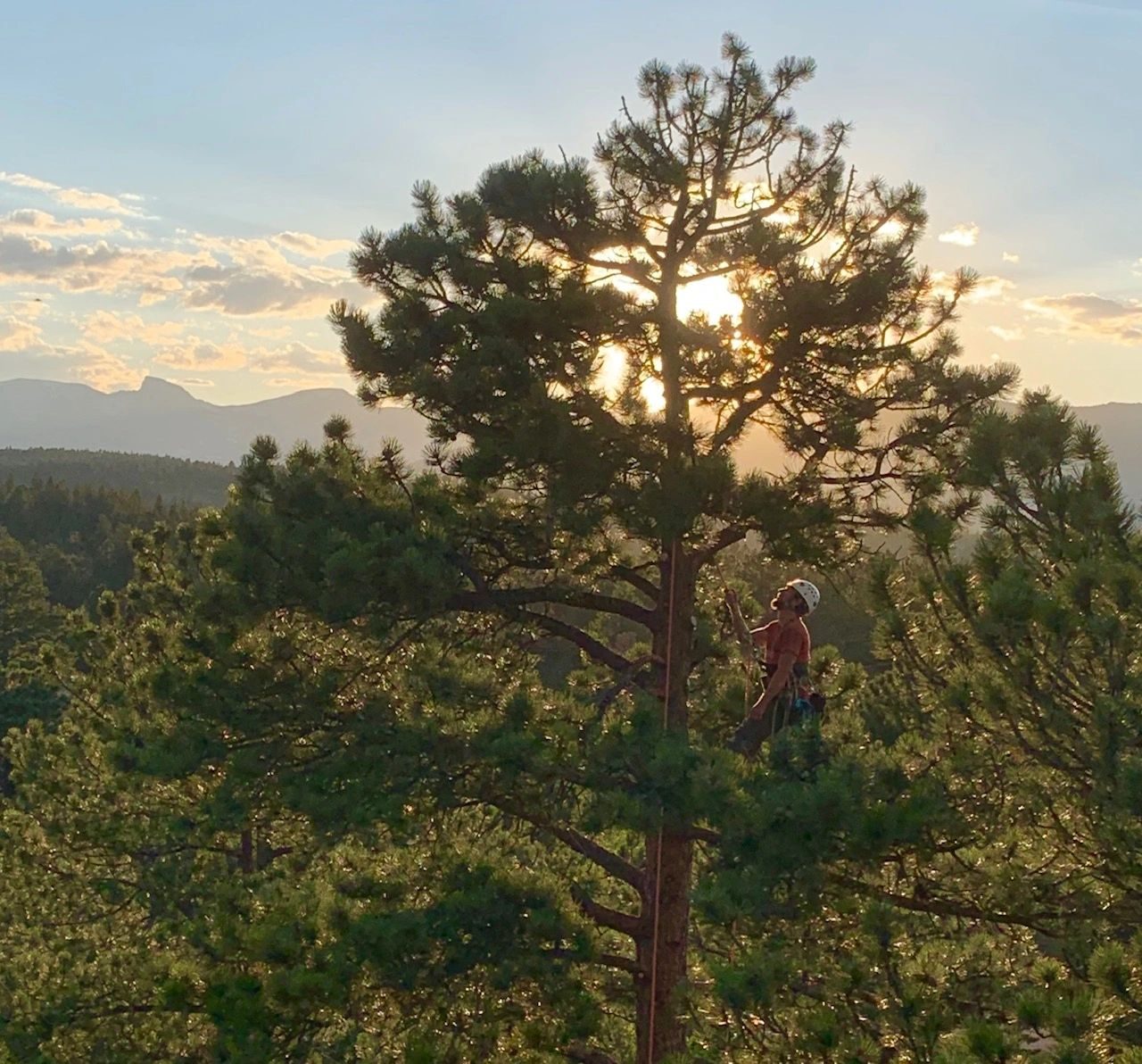 Serafin Tree Service